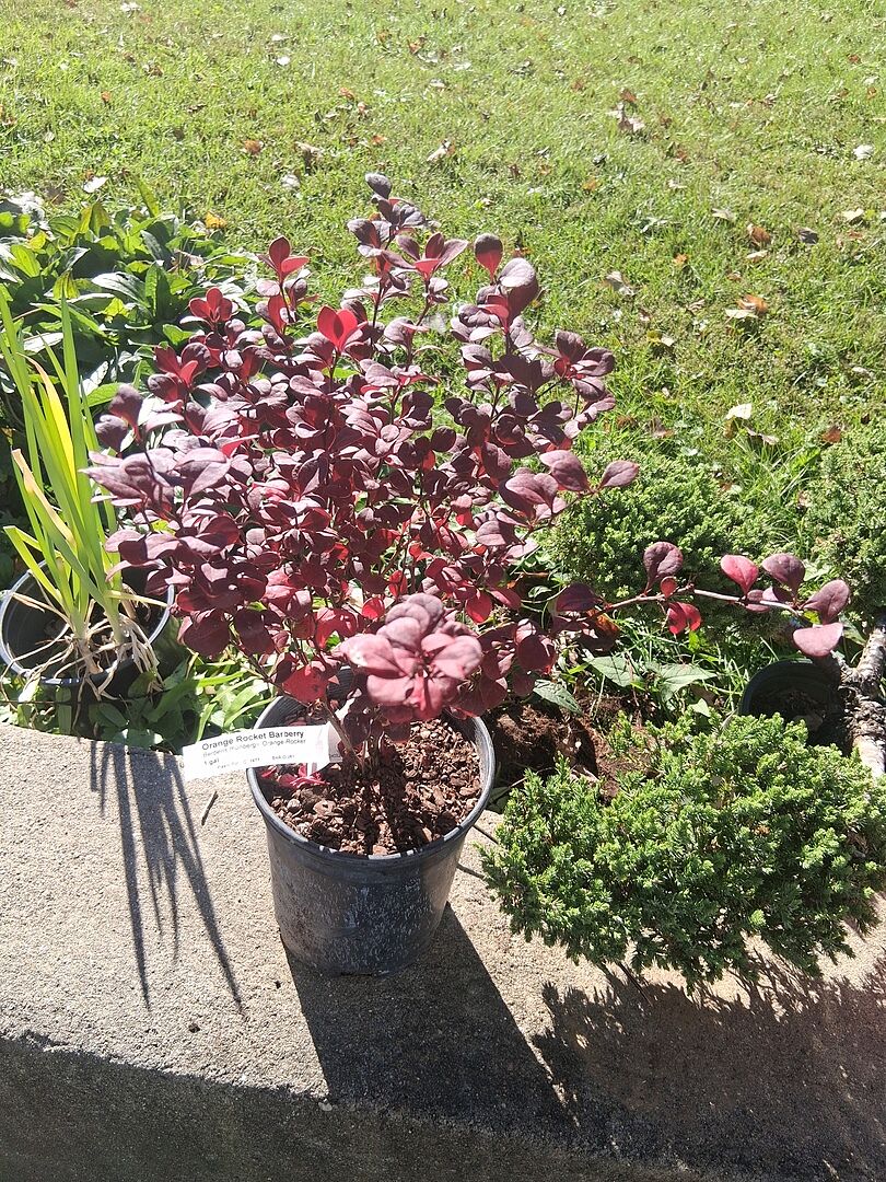 Customer review of Southern Living® Orange Rocket Barberry Shrub