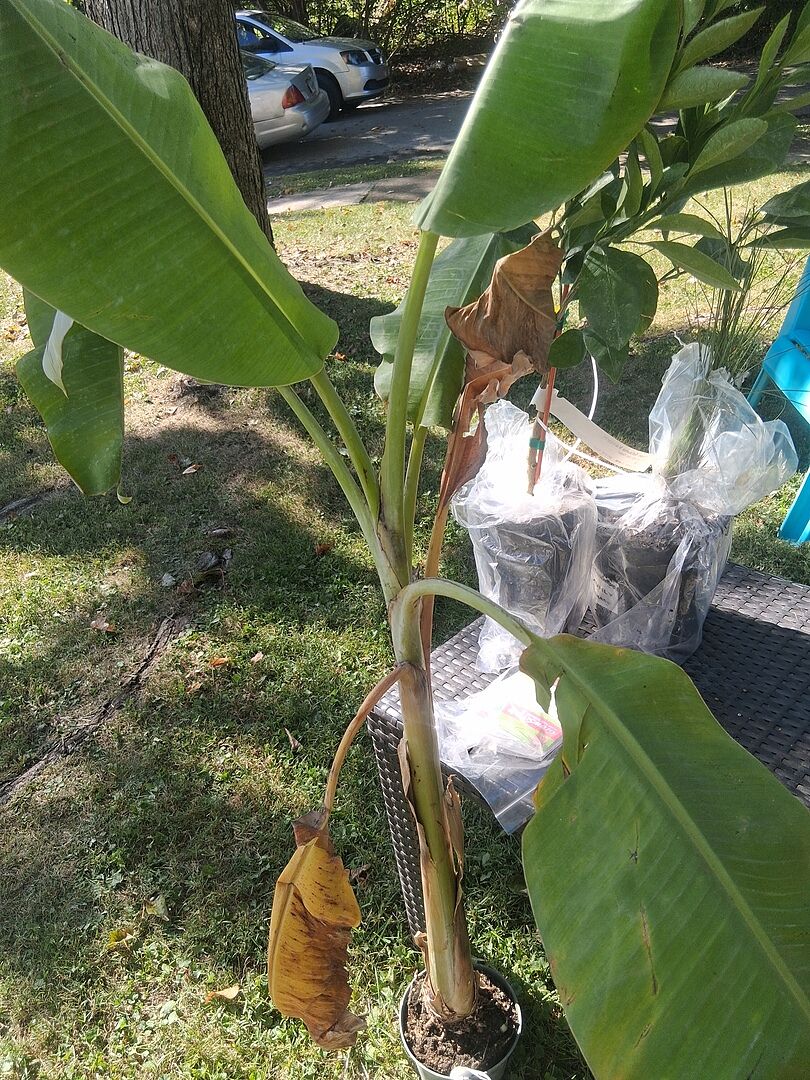 Customer review of Ice Cream Banana Tree