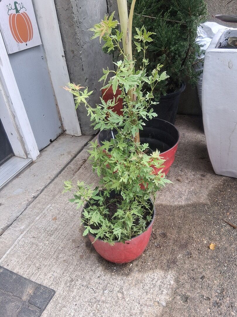 Customer review of Proven Winners® Metamorphosa® Japanese Maple Tree