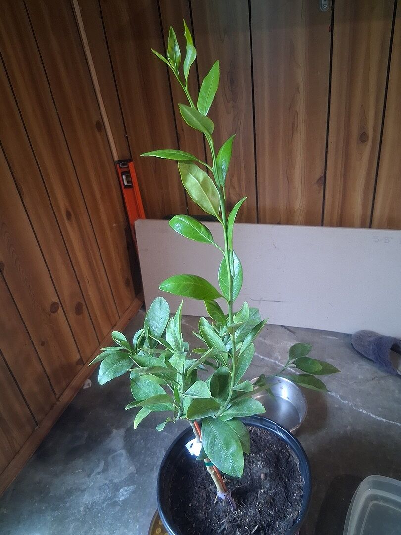 Customer review of Owari Satsuma Mandarin Tree