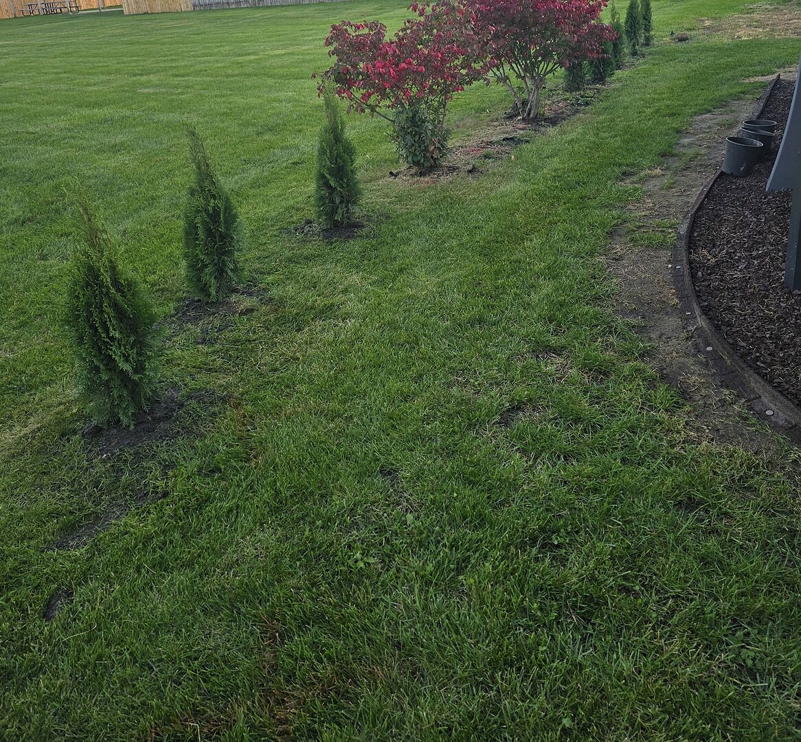 Customer review of Emerald Green Arborvitae Tree