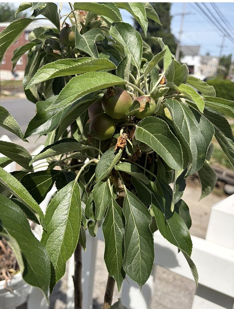 Customer review of Fruit Snacks® Tasty Red™ Columnar Apple Tree