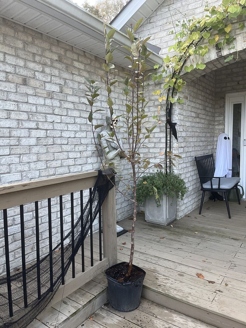 Customer review of Proven Winners® Show Time™ Crabapple Tree