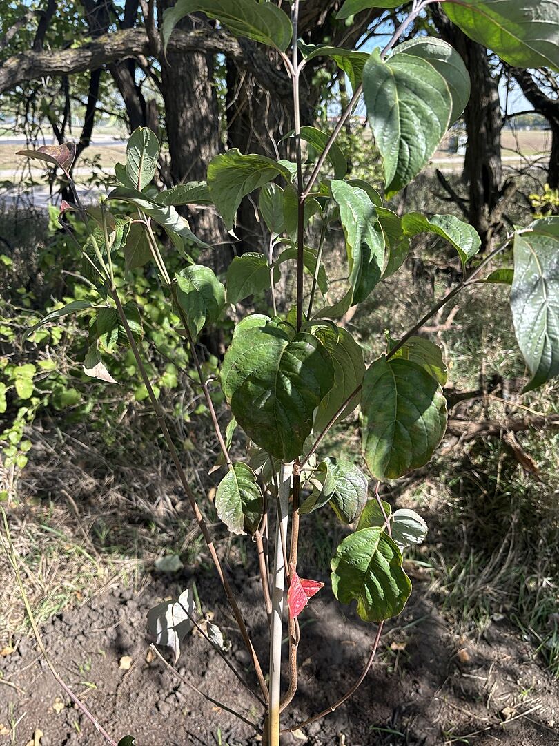 Customer review of White Dogwood Tree