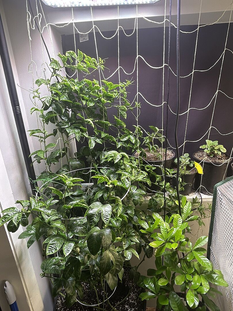 Customer review of Passion Fruit Vine