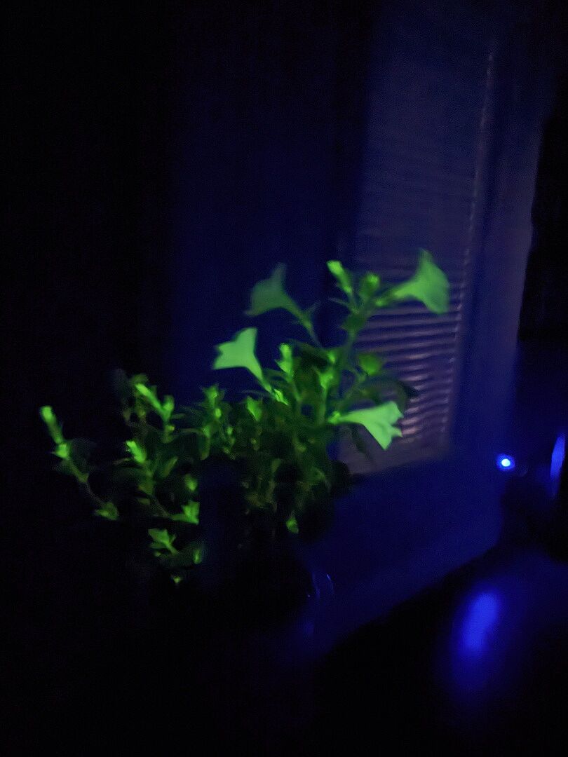 Customer review of Firefly™ Moonlight™ Pink Surprise Petunia Plant