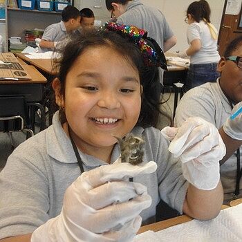 owl pellets for classroom study