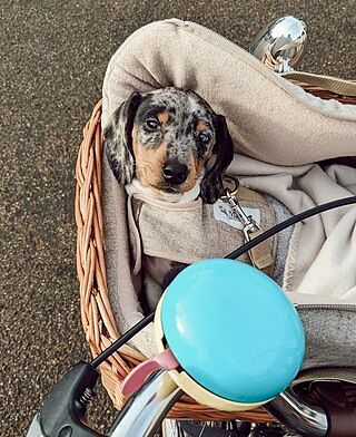 'The Richmond' Biscuit Luxury Dog Harness