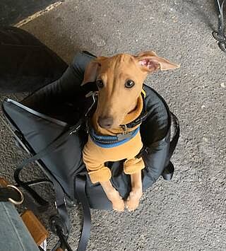 'The Adventurer' Waterproof Adjustable Luxury Dog Carrier