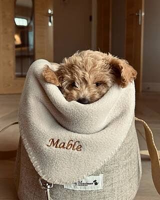 'The Richmond' Biscuit Taupe Beige Luxury Dog Carrier