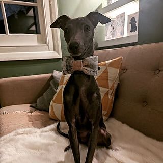 Sand Sheltie Dog Bow Tie