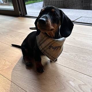 Sand Sheltie Plaid Neckerchief