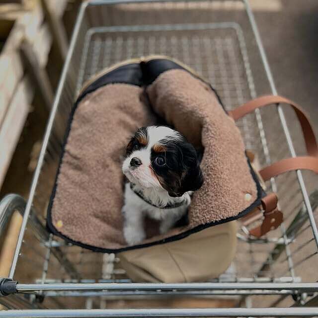 NEW! 'Totes Love You' Dog Carrier