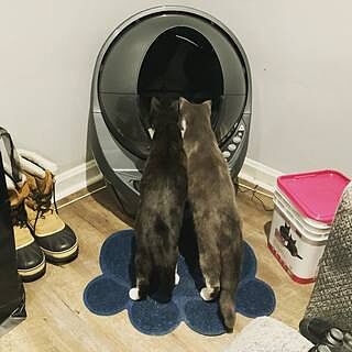irobot litter box
