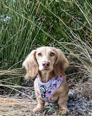 Piglet: Adjustable Harness