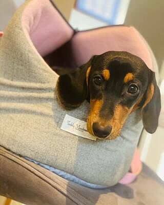 'The Melody' Pink & Grey Luxury Dog Carrier