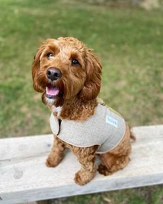 'The Richmond' Biscuit Luxury Dog Harness