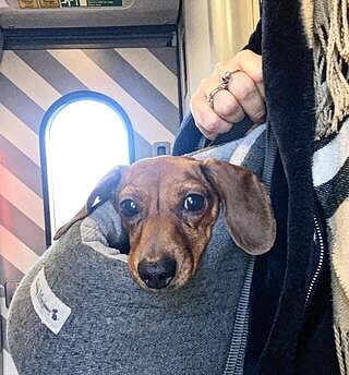 'The James' Charcoal Grey Luxury Dog Carrier