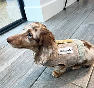 'The Richmond' Biscuit Luxury Dog Harness