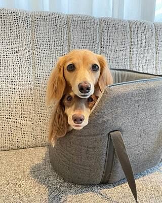 'The James' Charcoal Grey Luxury Dog Carrier