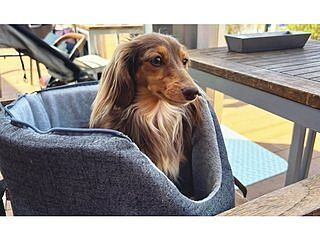 'The James' Charcoal Grey Luxury Dog Carrier