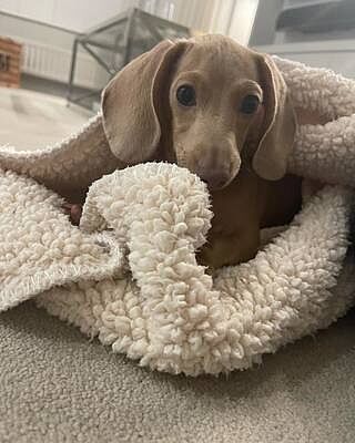 'The Louis' Luxe Grey Velvet Luxury Dog Carrier