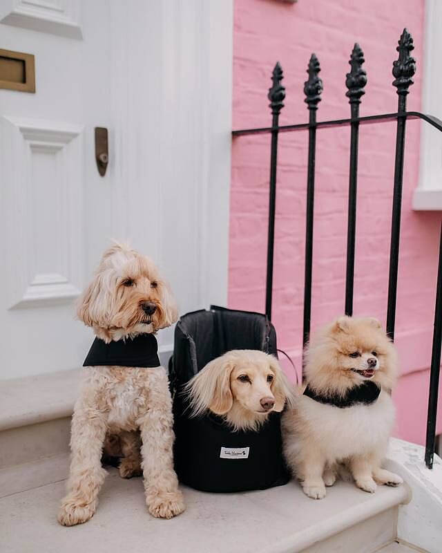 'The Adventurer' Waterproof Adjustable Luxury Dog Carrier