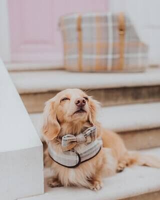 Sand Sheltie Dog Bow Tie