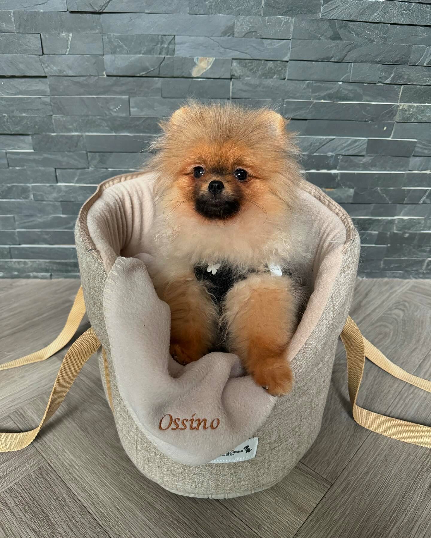 Pomeranian carrier best sale