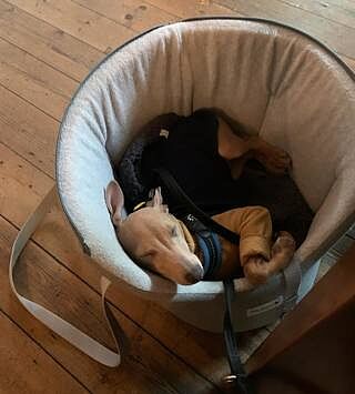 'The Marylebone' Light Grey Luxury Dog Carrier