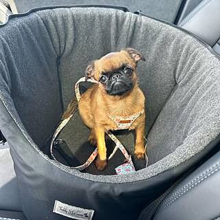 'The Adventurer' Waterproof Adjustable Luxury Dog Carrier