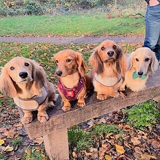 Sand Sheltie Luxury Dog Harness