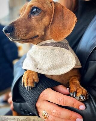 'The Richmond' Biscuit Luxury Dog Harness