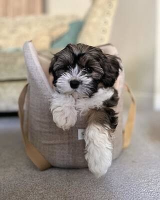 'The Richmond' Biscuit Taupe Beige Luxury Dog Carrier