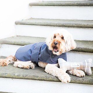 Sand Sheltie Dog Toy