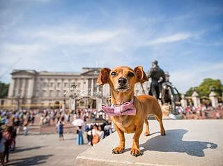 Pink Sheltie Dog Bow Tie