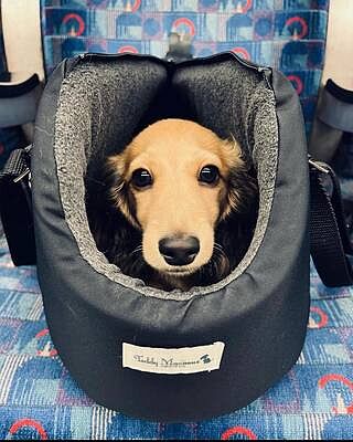 'The Adventurer' Waterproof Adjustable Luxury Dog Carrier