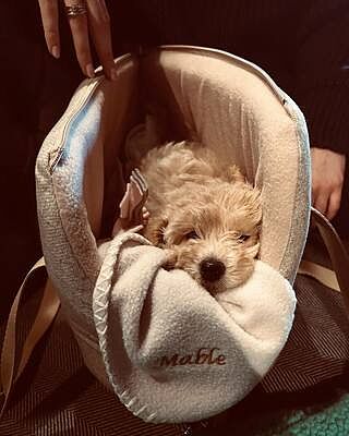 'The Richmond' Biscuit Taupe Beige Luxury Dog Carrier