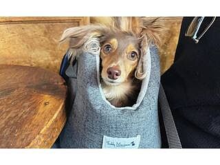 'The James' Charcoal Grey Luxury Dog Carrier