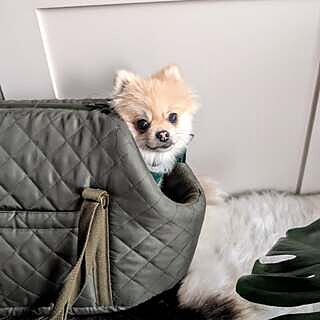 'The Explorer' Quilted Comfort Luxury Dog Carrier