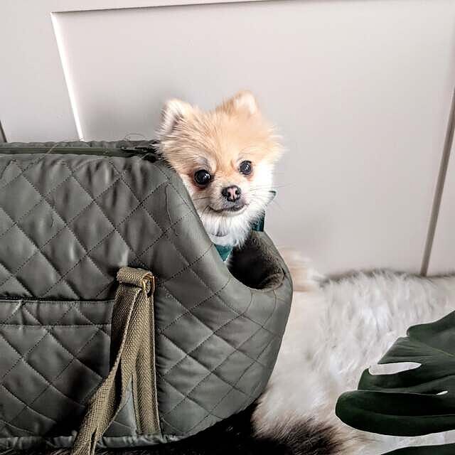 'The Explorer' Quilted Comfort Luxury Dog Carrier