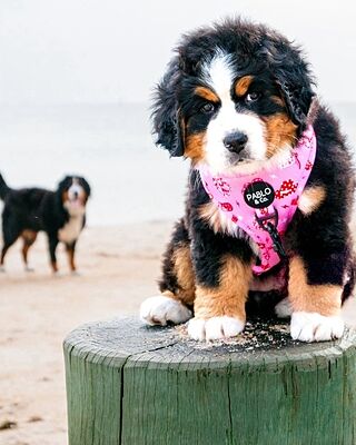 Disco Cowgirl: Adjustable Harness