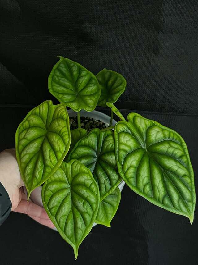 Alocasia 'Dragon Scale'