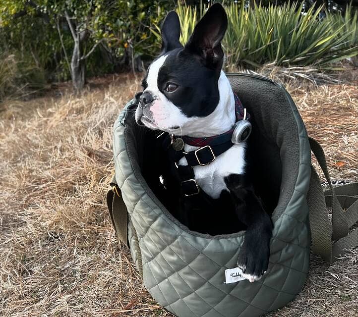 'The Explorer' Quilted Comfort Luxury Dog Carrier