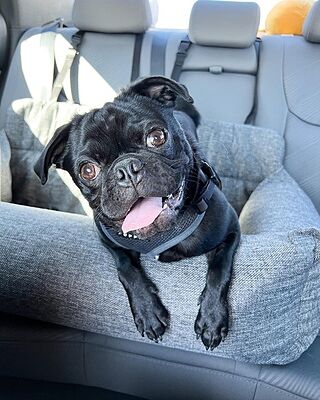 PupProtector™ Memory Foam Dog Car Bed