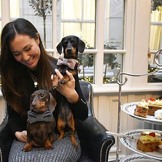 "Queen Bee" Pink Velvet Dog Bow Tie