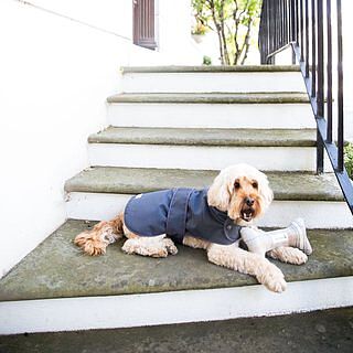 Sand Sheltie Dog Toy