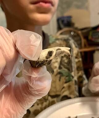 owl pellets for classroom study