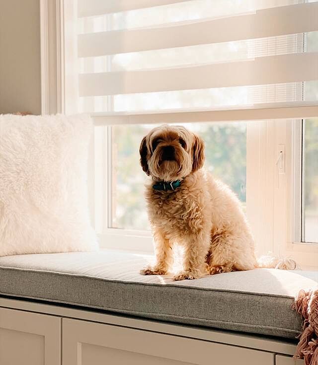 wisdom panel professional