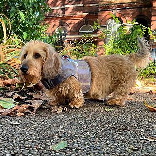 The Cambridge Adjustable Purple Taupe Soft Sided Luxury Dog Carrier